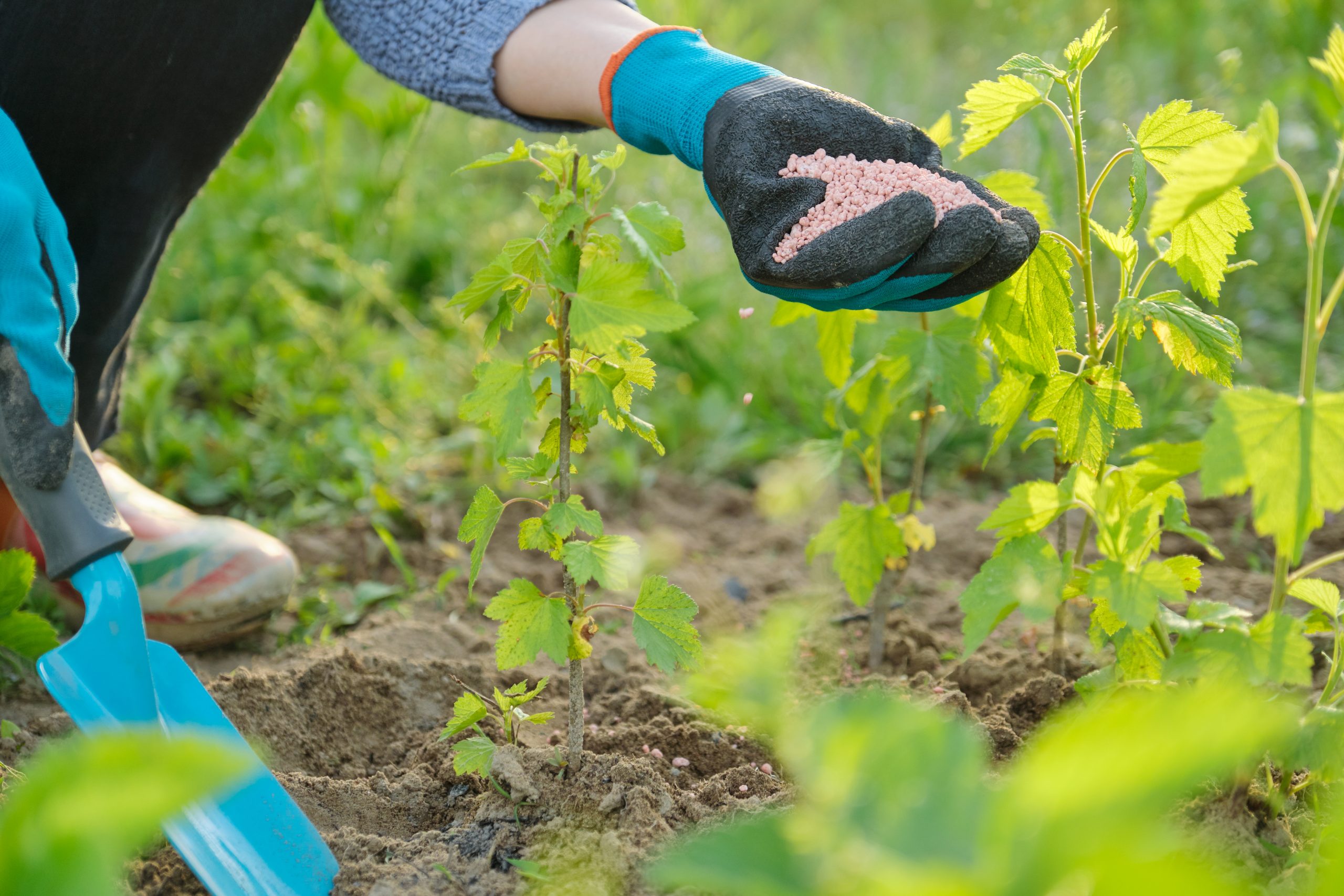 The Benefits Of Using Organic Fertilizers In Your Home Garden